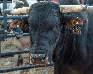 PBR s Last Cowboy Standing