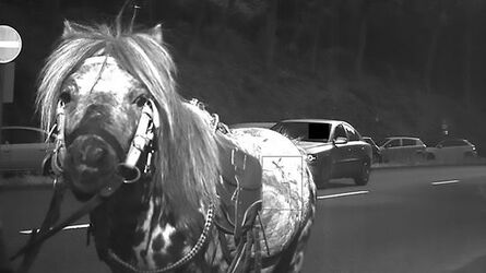 Horse Caught On Speed Camera Trap