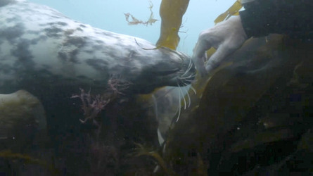 SEAL LARIOUS CAPTURE Grey Seal Caught Yawning Up A Storm SEAL LARIOUS CAPTURE Grey Seal Caught Yawning Up A Storm