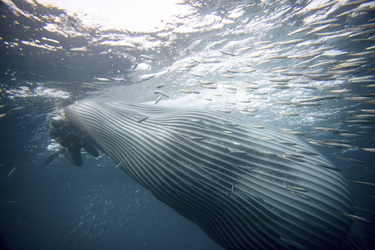 Whale Almost Swallows Diver Whale Almost Swallows Diver