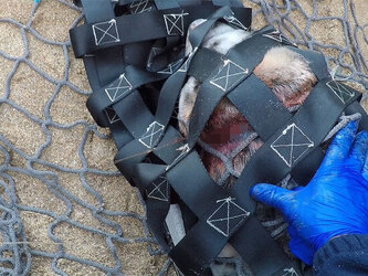 Seal with rope wrapped so tightly around her neck skin had grown over it is finally set free Seal with rope wrapped so tightly around her neck skin had grown over it is finally set free