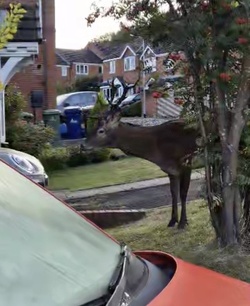 Mum taking bins out shocked to find huge red DEER on front lawn