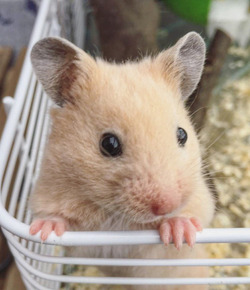 HOUDINI HAMSTER FAMILY PUT DOWN CRASH MAT FOR ESCAPOLOGIST PET WHO REPEATEDLY PLUNGES FROM CEILING