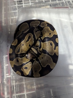 Huge python found abandoned and freezing outside block of flats