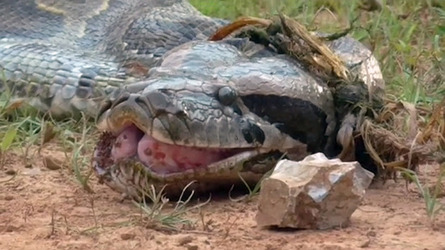 PYTHON EATS GOAT