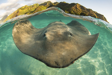 RAY TO GO HUGE STINGRAY LEAPS OUT OF WATER TO POSE FOR SENSATIONAL SELFIE WITH DELIGHTED DIVER