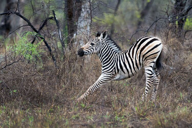 Jumping for Joy Zebra
