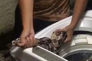 SLITHERING CYCLES 7FT SNAKE FOUND HIDING IN WASHING MACHINE