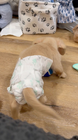 Diaper Wearing Dog