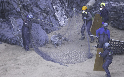 Seal with rope wrapped so tightly around her neck skin had grown over it is finally set free Seal with rope wrapped so tightly around her neck skin had grown over it is finally set free