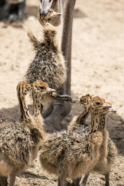 Baby Ostrich survivor