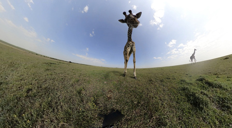 GIRAFFES CHECK OUT 360 VIDEO CAMERA