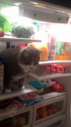 KETCHUP OR CATSUP CAT COOLS OFF BY CHILLING IN FRIDGE KETCHUP OR CATSUP CAT COOLS OFF BY CHILLING IN FRIDGE