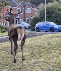 Mum taking bins out shocked to find huge red DEER on front lawn
