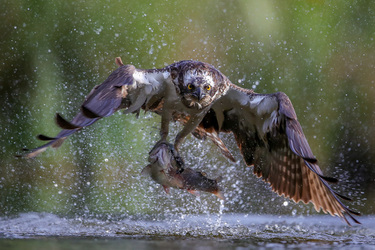 NO MESSING A TROUT DRAMATIC MOMENT WILD OSPREY CATCHES GIANT RAINBOW TROUT ALMOST THE SAME SIZE AS HIM FOR BREAKFAST