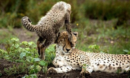 CHEETAH CUB ANNOYS MUM