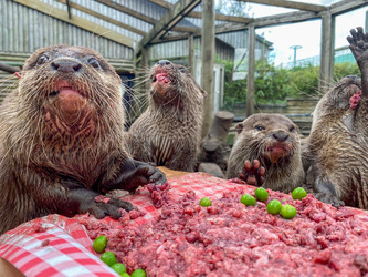 Otter gets surprise birthday cake at zoo