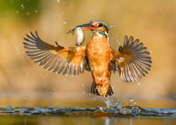 MPM_FLAWLESS_KINGFISHER_DIVE_05 MPM_FLAWLESS_KINGFISHER_DIVE_05