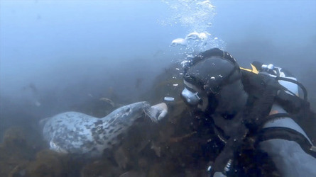 SEAL LARIOUS CAPTURE Grey Seal Caught Yawning Up A Storm SEAL LARIOUS CAPTURE Grey Seal Caught Yawning Up A Storm