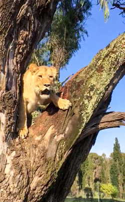 LION CUBS MONKEY AROUND