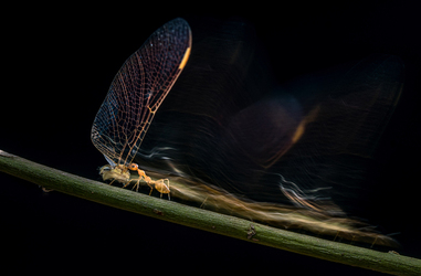 Photographer who documented the plight of Sri Lankan elephants wins prestigious award Photographer who documented the plight of Sri Lankan elephants wins prestigious award