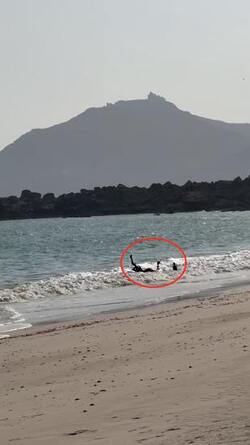 VIDEO Adorable camel rolls around in waves during much needed cool down VIDEO Adorable camel rolls around in waves during much needed cool down