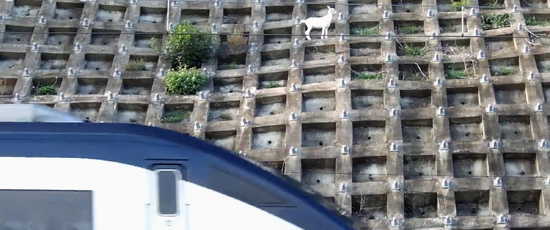 Escaped Goat Makes Home On Concrete Railway Bank