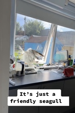VIDEO Sous gull chef Mother left fuming after unwanted flying rat causes havoc in her KITCHEN