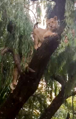 LION CUBS MONKEY AROUND