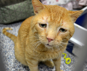 SADDEST CAT NOW HAPPY