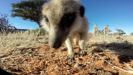 MEERKATS ATTACK GO PRO