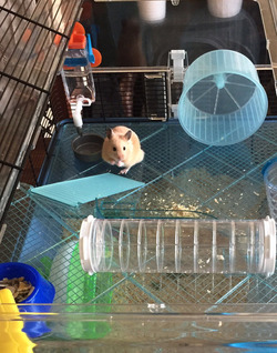 HOUDINI HAMSTER FAMILY PUT DOWN CRASH MAT FOR ESCAPOLOGIST PET WHO REPEATEDLY PLUNGES FROM CEILING