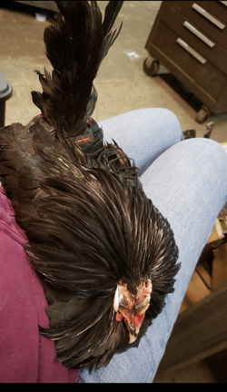 WHAT AN EGGCITING LIFE RESCUE CHICKENS SAVED FROM DEATH BY ANIMAL LOVER NOW LIVE LIKE PAMPERED PET DOGS IN LUXURY FARMHOUSE