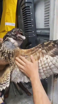Owl Rescued After Crashing Into City Centre Balcony