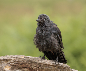 FUNNY images show a fluffy jackdaw drying itself off after enjoying a bath at a London park.