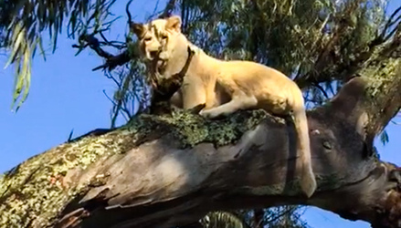 LION CUBS MONKEY AROUND