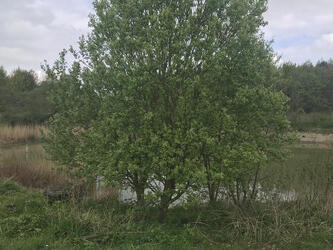 ghost in talking tree