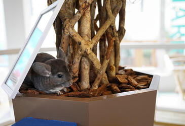 WORLDS FIRST CHINCHILLA CAFE