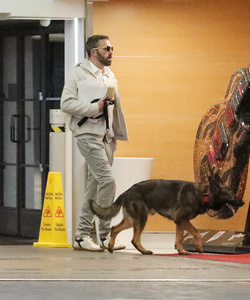 Ben Affleck Keeps Busy Amid House Hunt Arrives At Hollywood Office With Guard Dog Ben Affleck Keeps Busy Amid House Hunt Arrives At Hollywood Office With Guard Dog
