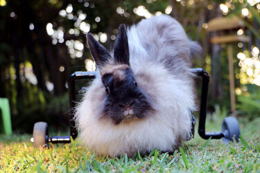 Wheelchair bunny Eddie