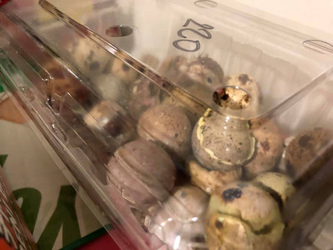 Box Of Quail Eggs Suddenly Hatch Into Chicks Overnight