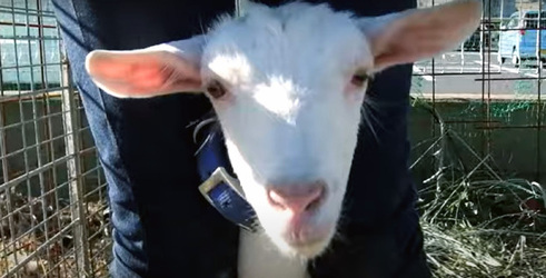 Escaped Goat Makes Home On Concrete Railway Bank