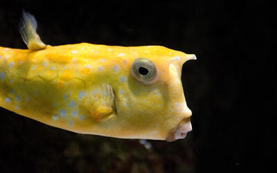 Things that look like Donald Trump