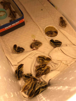 Box Of Quail Eggs Suddenly Hatch Into Chicks Overnight