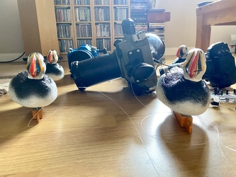 Spot the Fake Puffin Buddy