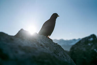 THE HUMAN BIRD TABLE...ON TOP OF A MOUNTAIN