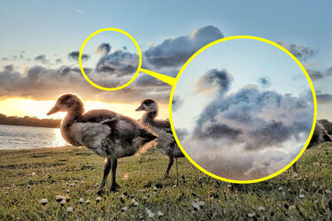 Cloud looks like a duck