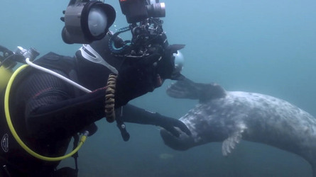 SEAL LARIOUS CAPTURE Grey Seal Caught Yawning Up A Storm SEAL LARIOUS CAPTURE Grey Seal Caught Yawning Up A Storm