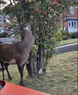 Mum taking bins out shocked to find huge red DEER on front lawn