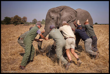 Prince Harry in Africa